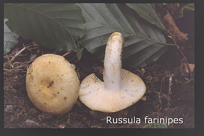 Russula farinipes-amf1634.jpg - Russula farinipes ; Nom français: Russule à pied farineux
